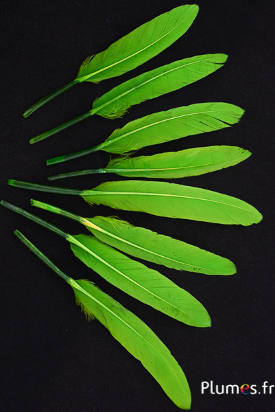 Oie Lame - 10-15 cm - lime